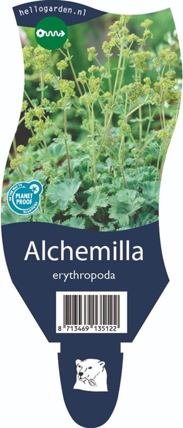 Alchemilla erythropoda - P11